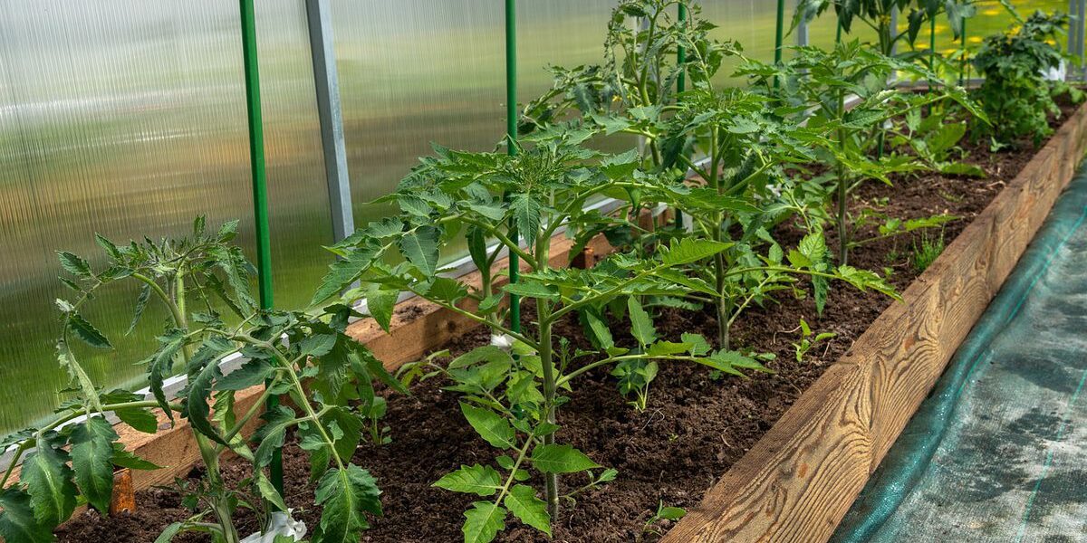 Секреты пышного урожая: как улучшить почву в теплице для богатого урожая
