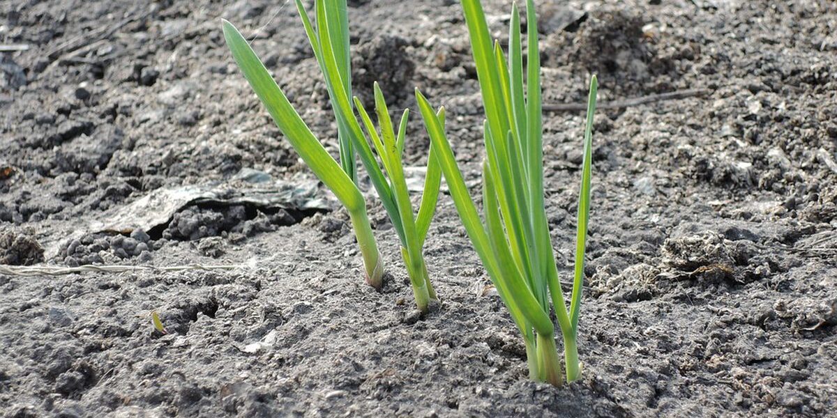 Как сохранить урожай чеснока: что делать, если он пророс осенью