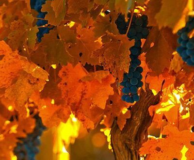 Осенние секреты для пышного урожая: позаботьтесь о вашем винограднике