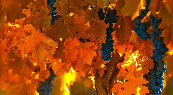 Осенние секреты для пышного урожая: позаботьтесь о вашем винограднике