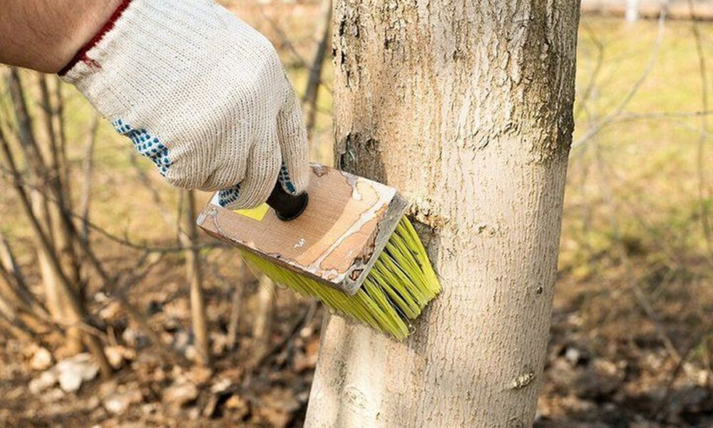 Секреты побелки деревьев: как защитить сад от болезней и вредителей