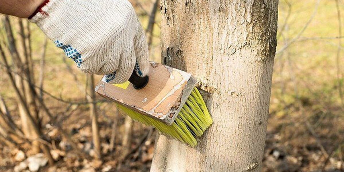 Секреты побелки деревьев: как защитить сад от болезней и вредителей