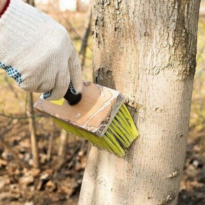 Секреты побелки деревьев: как защитить сад от болезней и вредителей