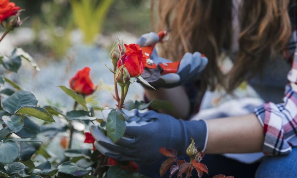 Осенний уход за розами: 6 важных шагов для пышного цветения