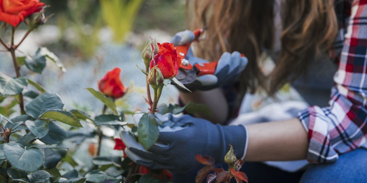 Осенний уход за розами: 6 важных шагов для пышного цветения