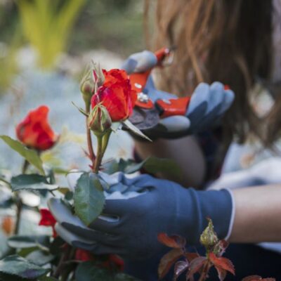 Осенний уход за розами: 6 важных шагов для пышного цветения