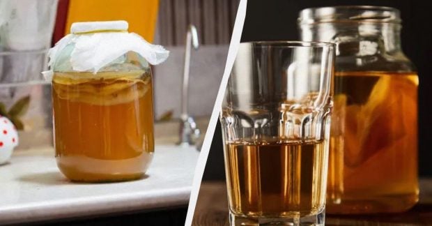 Чайный гриб: польза, выращивание и уход для вашего здоровья