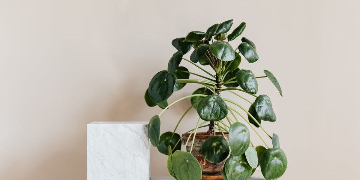 Как ухаживать за новой домашней цветком: 3 простых правила для каждой хозяйки