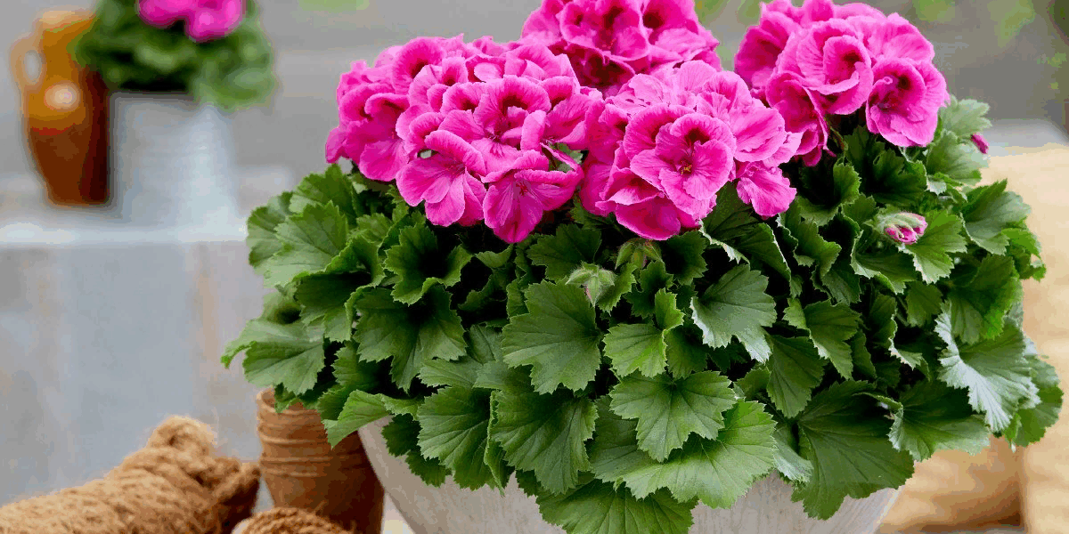 Весенняя обрезка герани: секреты пышного цветения и здорового растения