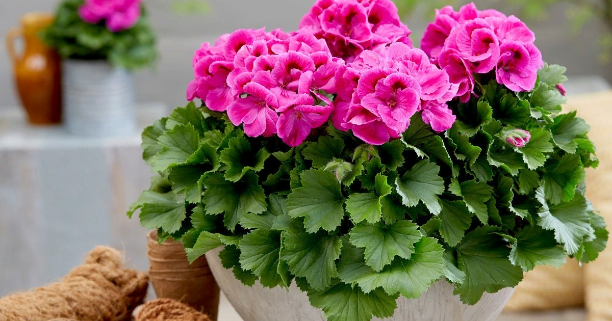 Весенняя обрезка герани: секреты пышного цветения и здорового растения