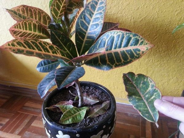 Зелёные листья опадают: как спасти комнатные растения и вернуть им жизнь