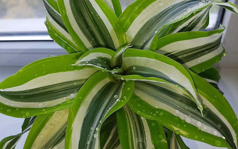 Цветок драцена в доме: приметы и польза для женщин