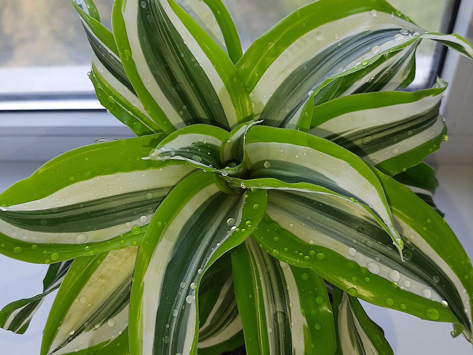 Цветок драцена в доме: приметы и польза для женщин