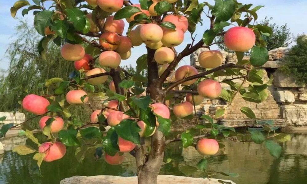 Секреты ухода за мини-деревьями: советы для вашего дома