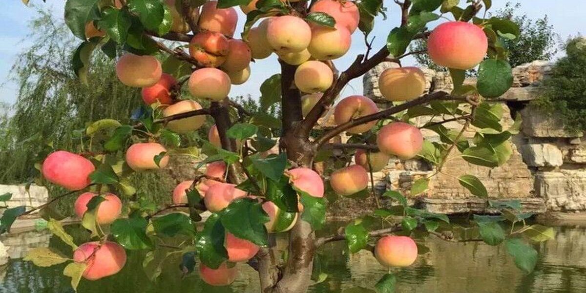 Секреты ухода за мини-деревьями: советы для вашего дома