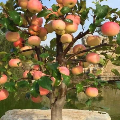 Секреты ухода за мини-деревьями: советы для вашего дома