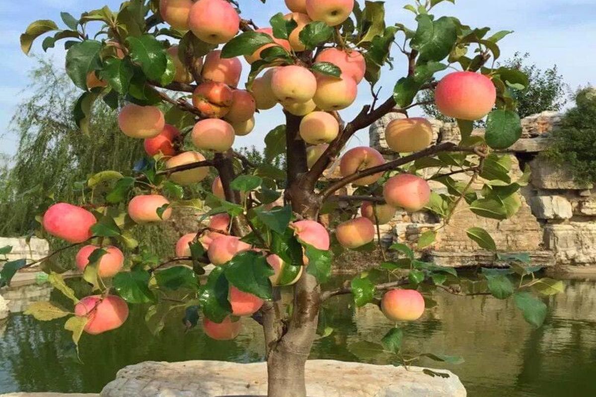 Секреты ухода за мини-деревьями: советы для вашего дома