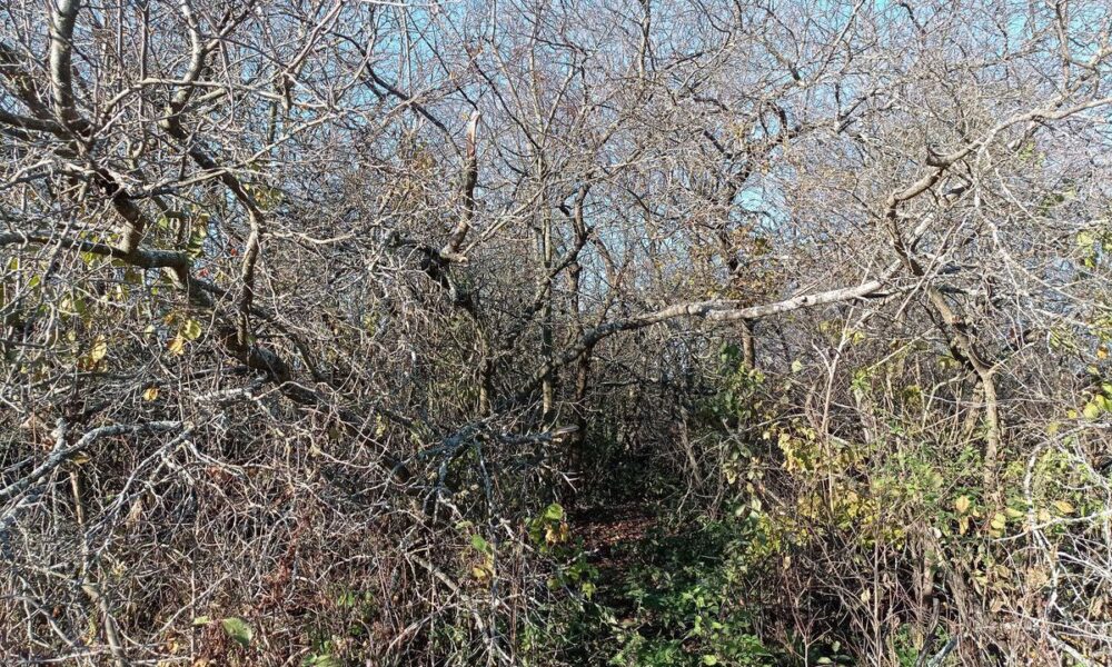 Старый сад: спасать или убирать? Советы для женщин