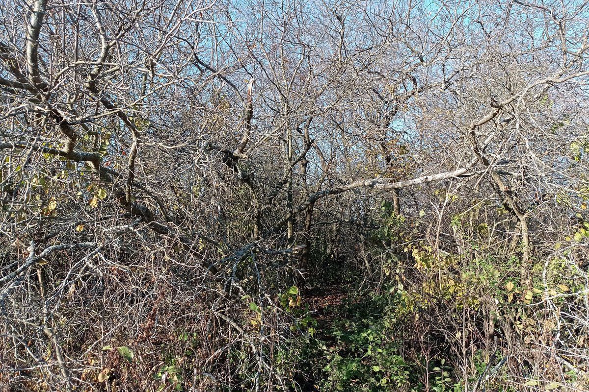 Старый сад: спасать или убирать? Советы для женщин