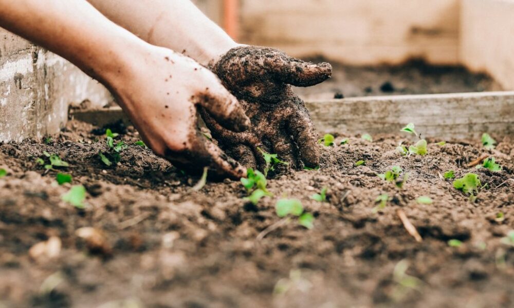 Цветы для весны: что посадить в марте в открытый грунт для уютного дома