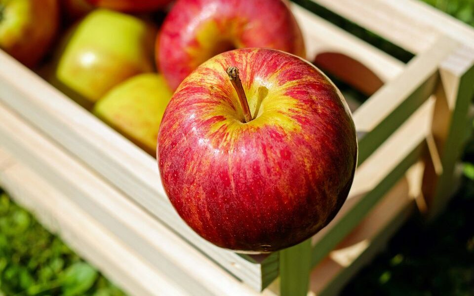 Как определить спелость яблок и груш: простой и надежный способ