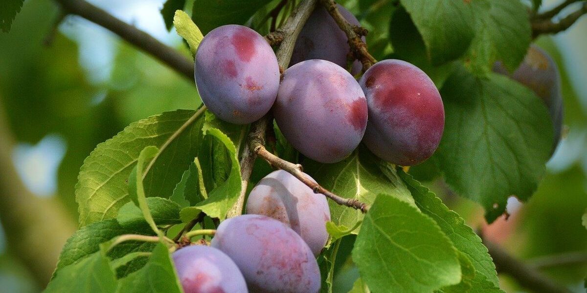 Уход за сливой осенью: секреты обильного урожая в следующем году