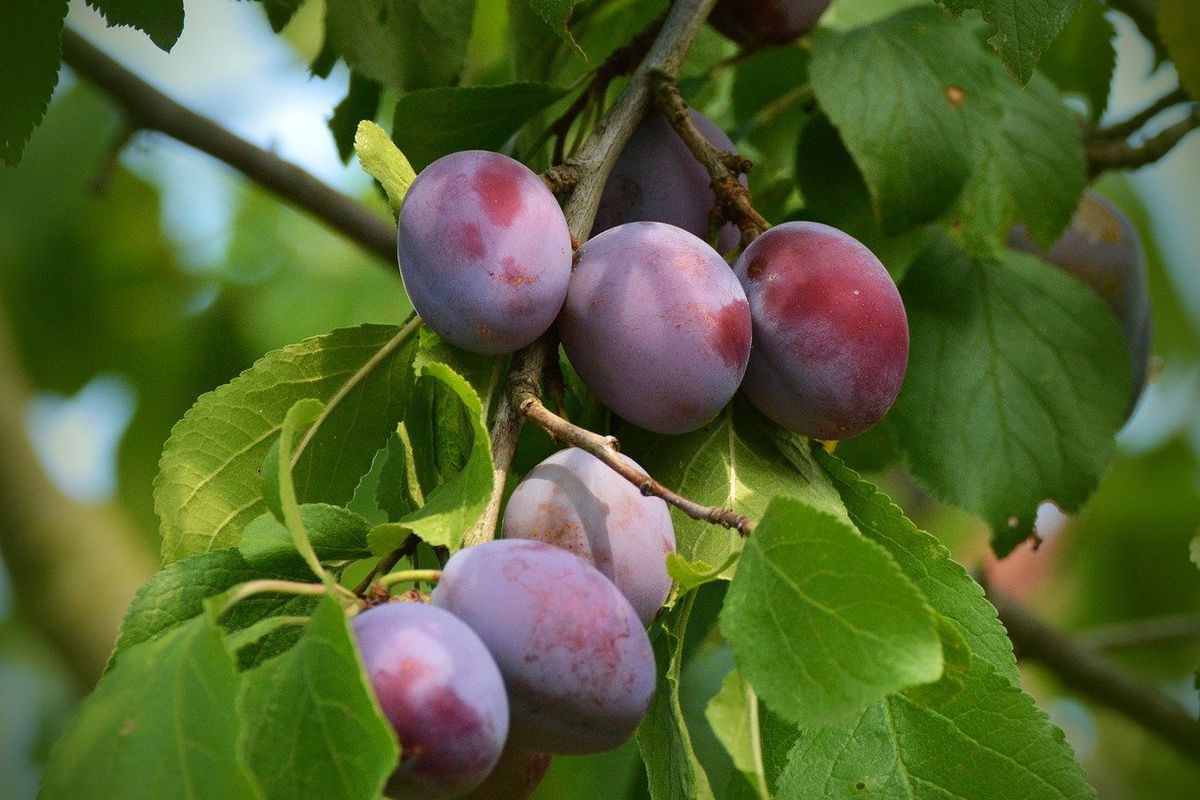 Уход за сливой осенью: секреты обильного урожая в следующем году