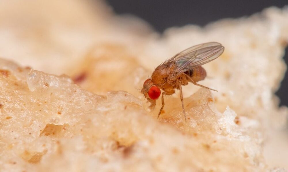 Эффективный лайфхак: как избавиться от мошек на кухне с помощью уксуса