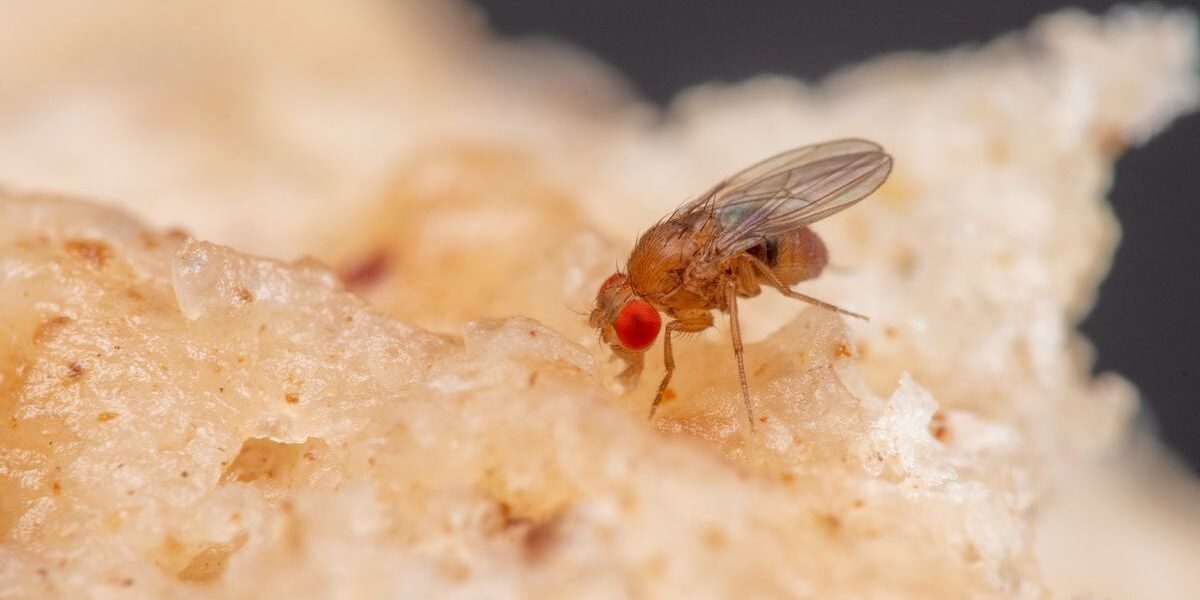 Эффективный лайфхак: как избавиться от мошек на кухне с помощью уксуса