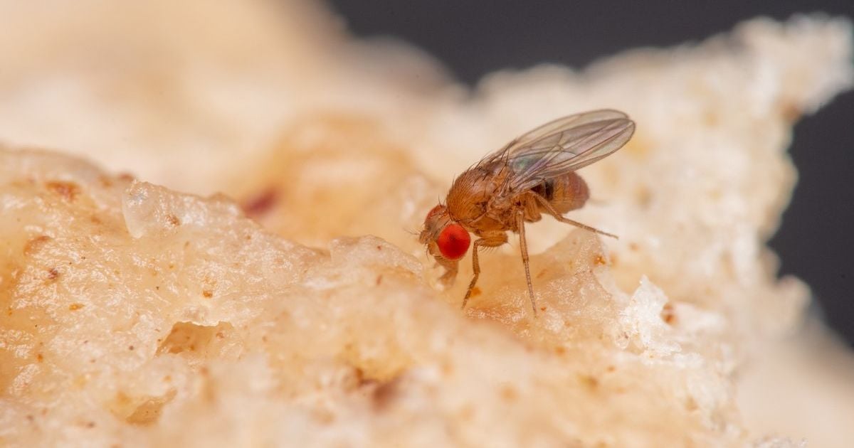 Эффективный лайфхак: как избавиться от мошек на кухне с помощью уксуса