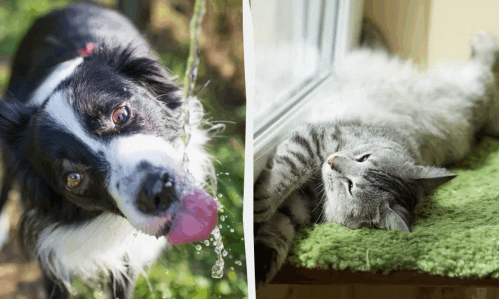 Летняя жара: как спасти питомцев и растения от зноя