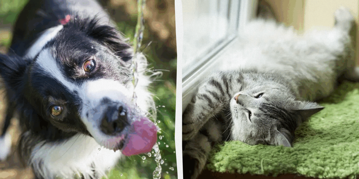 Летняя жара: как спасти питомцев и растения от зноя