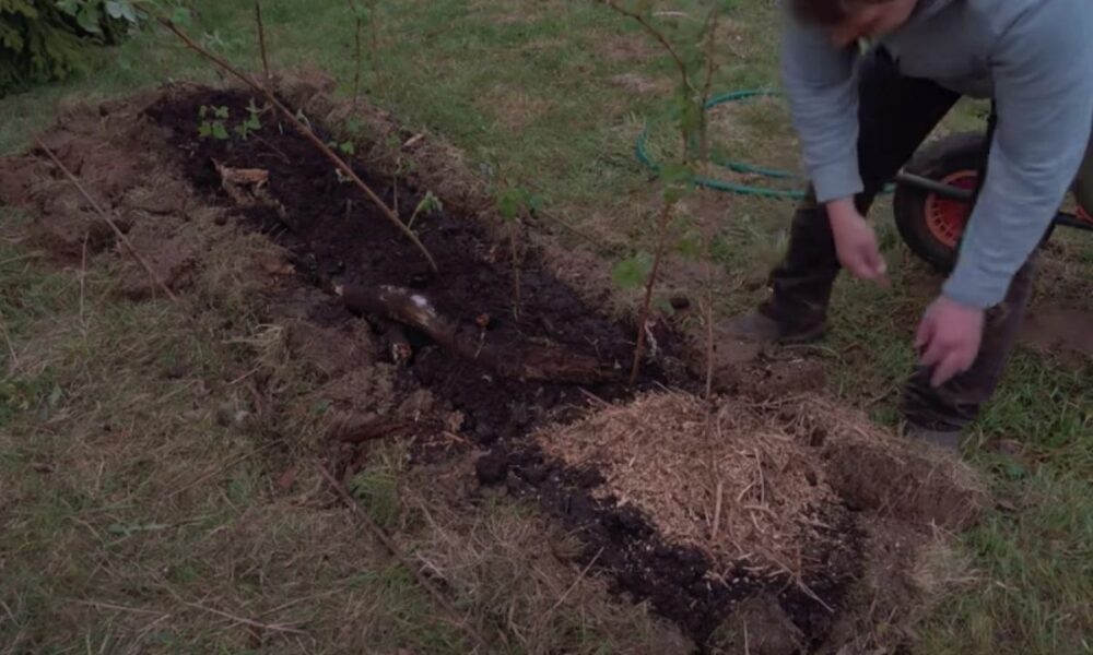 Секреты идеального малинника: как избежать разрастания и получить богатый урожай