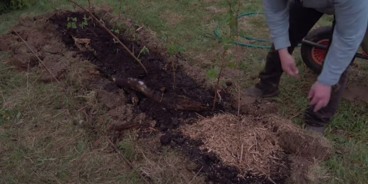 Секреты идеального малинника: как избежать разрастания и получить богатый урожай