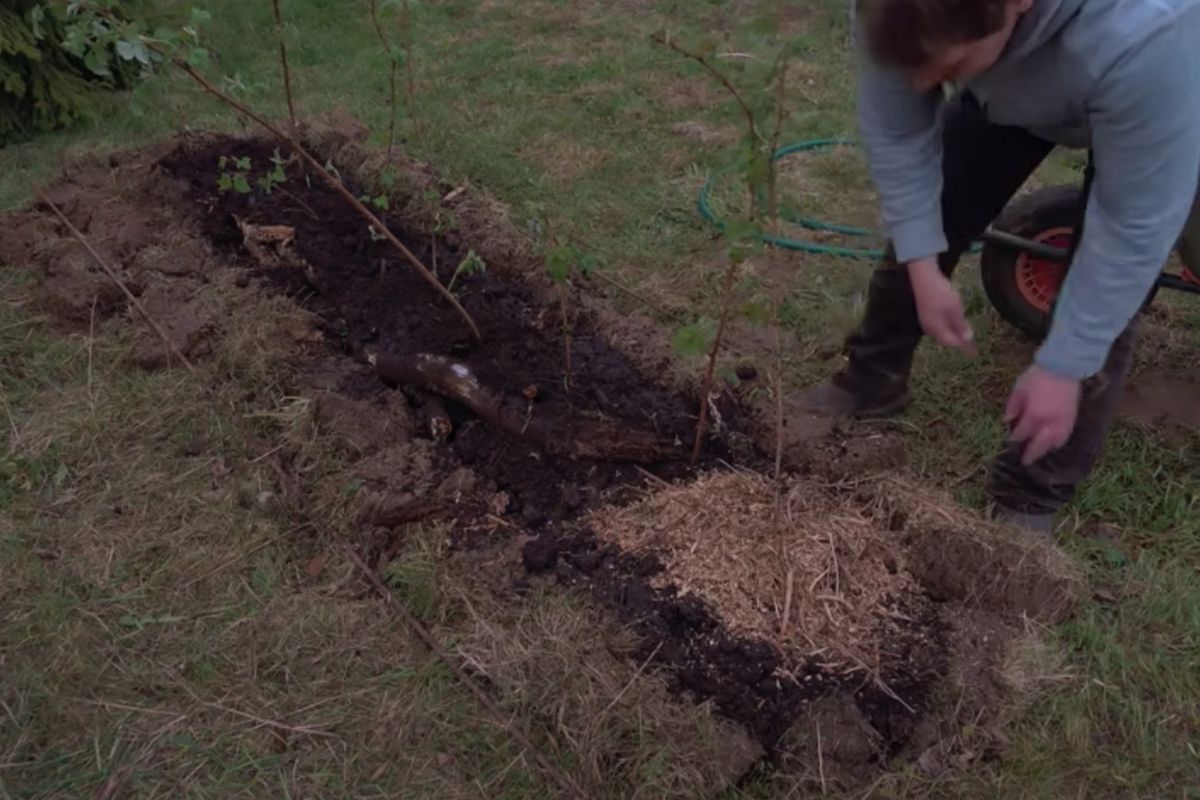 Секреты идеального малинника: как избежать разрастания и получить богатый урожай