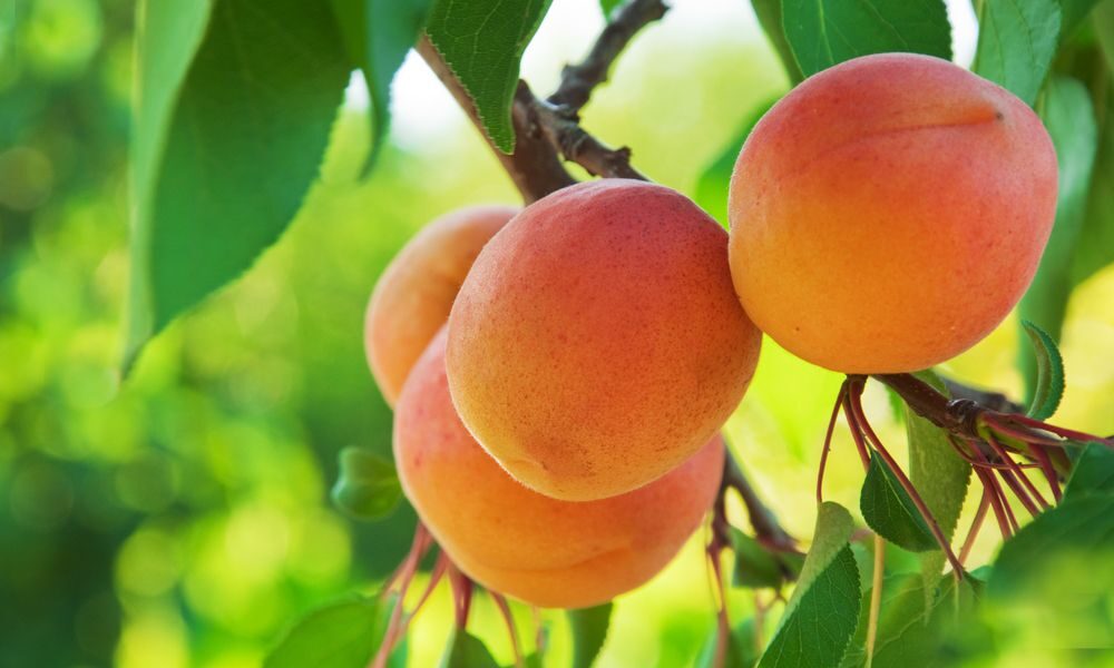 Секреты успешной посадки абрикоса: советы для вашего сада