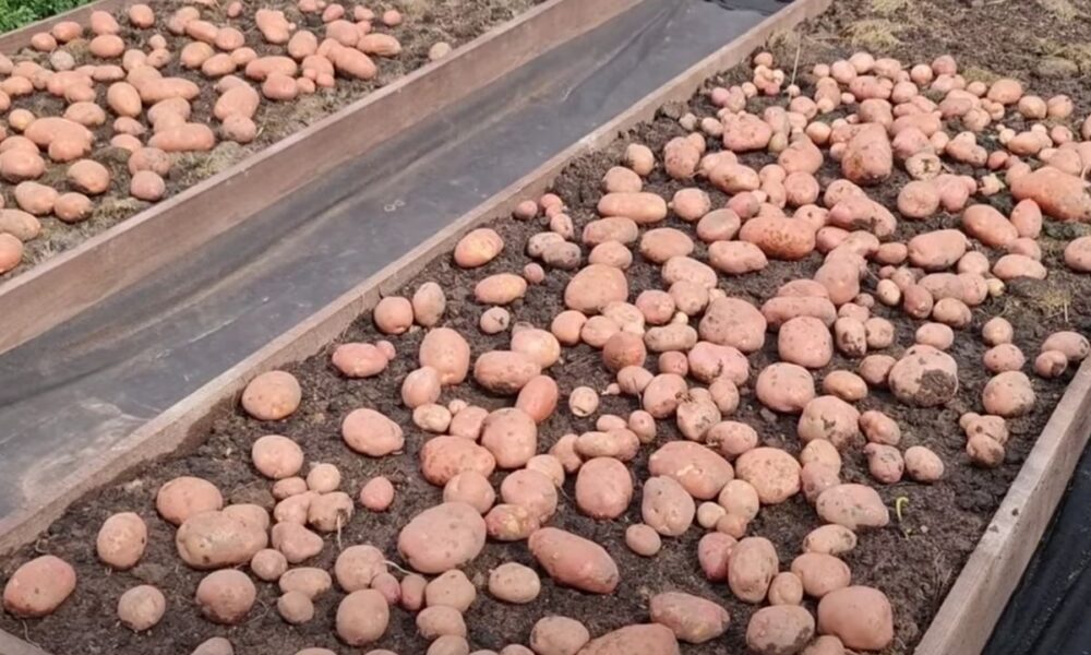 Как посадить картошку, чтобы хватило на всю зиму: секреты опытных хозяек