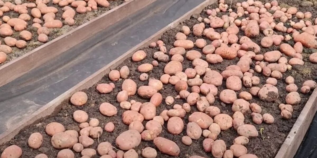 Как посадить картошку, чтобы хватило на всю зиму: секреты опытных хозяек
