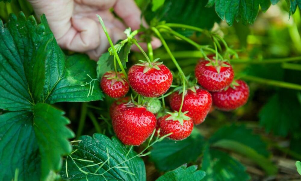 Секреты сбора клубники: как собрать урожай, чтобы он дольше оставался свежим и не слипался