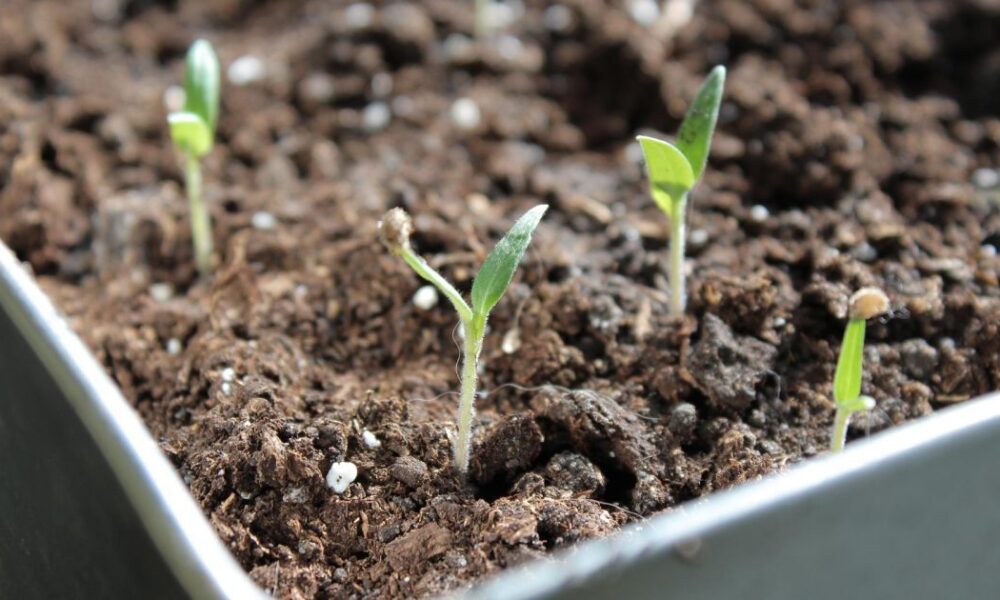 Свет или тень: какие семена прорастут, а какие погибнут