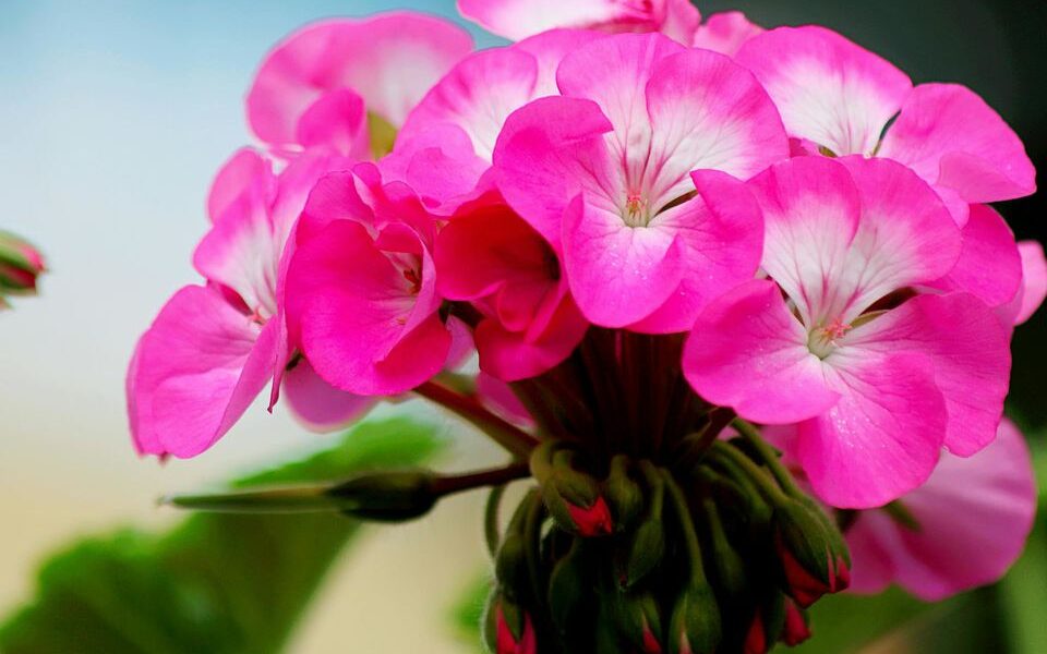 Герань: секреты пышного цветения и как использовать яичную скорлупу для здоровья растений