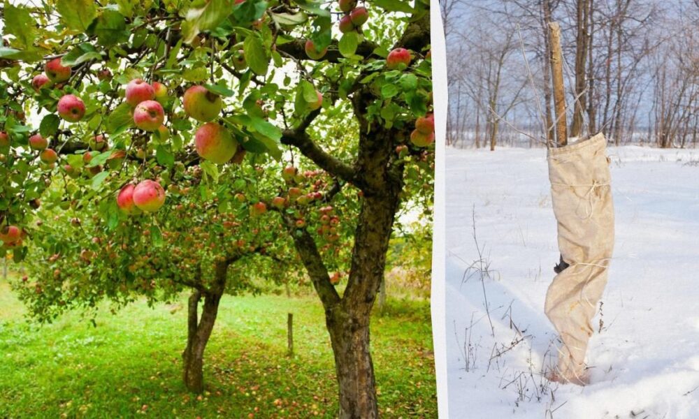 Как укрыть яблоню на зиму: надежная защита от морозов и грызунов