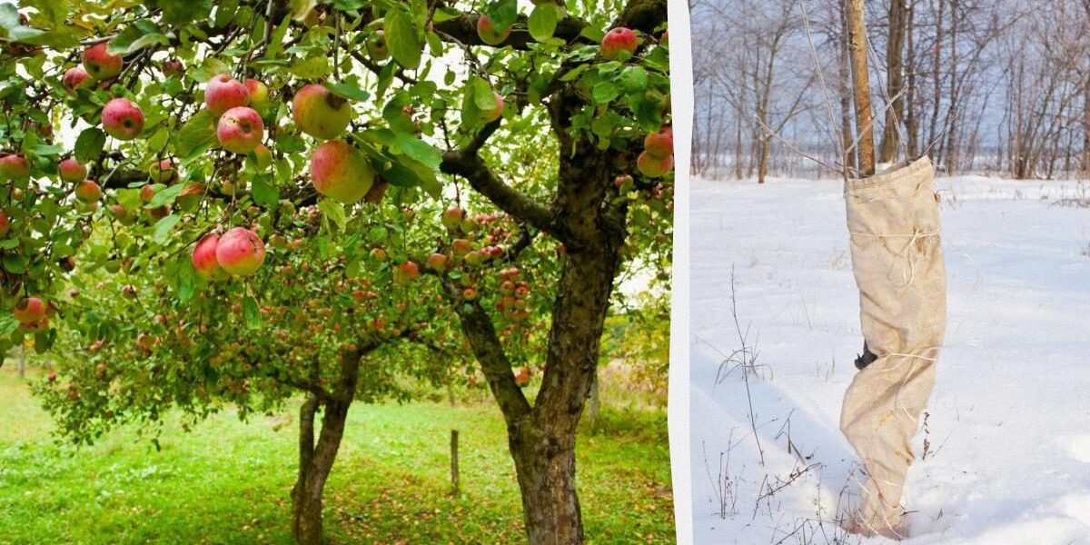 Как укрыть яблоню на зиму: надежная защита от морозов и грызунов