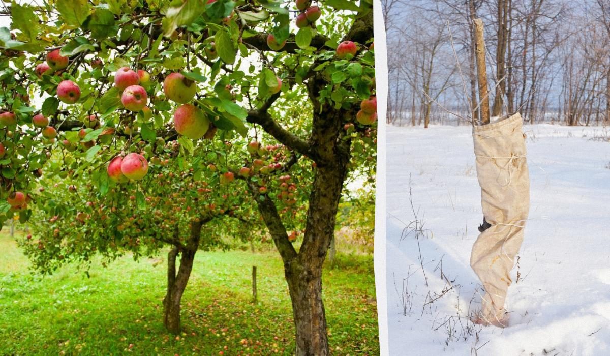 Как укрыть яблоню на зиму: надежная защита от морозов и грызунов