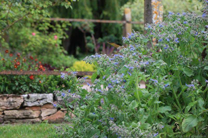 Бораго: секреты полезной огуречной травы для уюта вашего дома