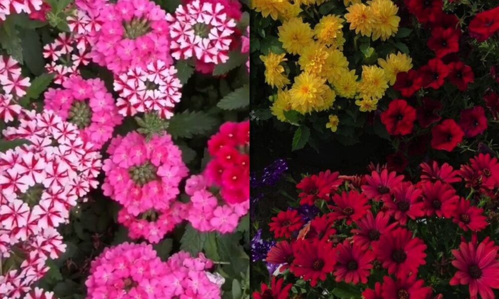 Цветы для сада: украшаем участок не только петуниями