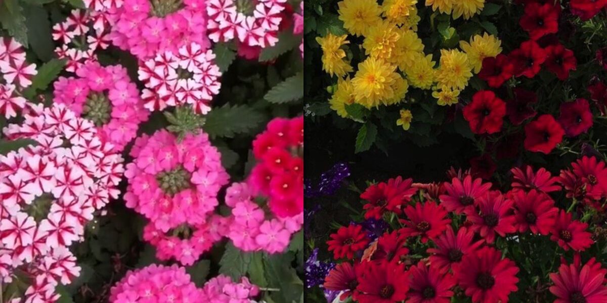 Цветы для сада: украшаем участок не только петуниями