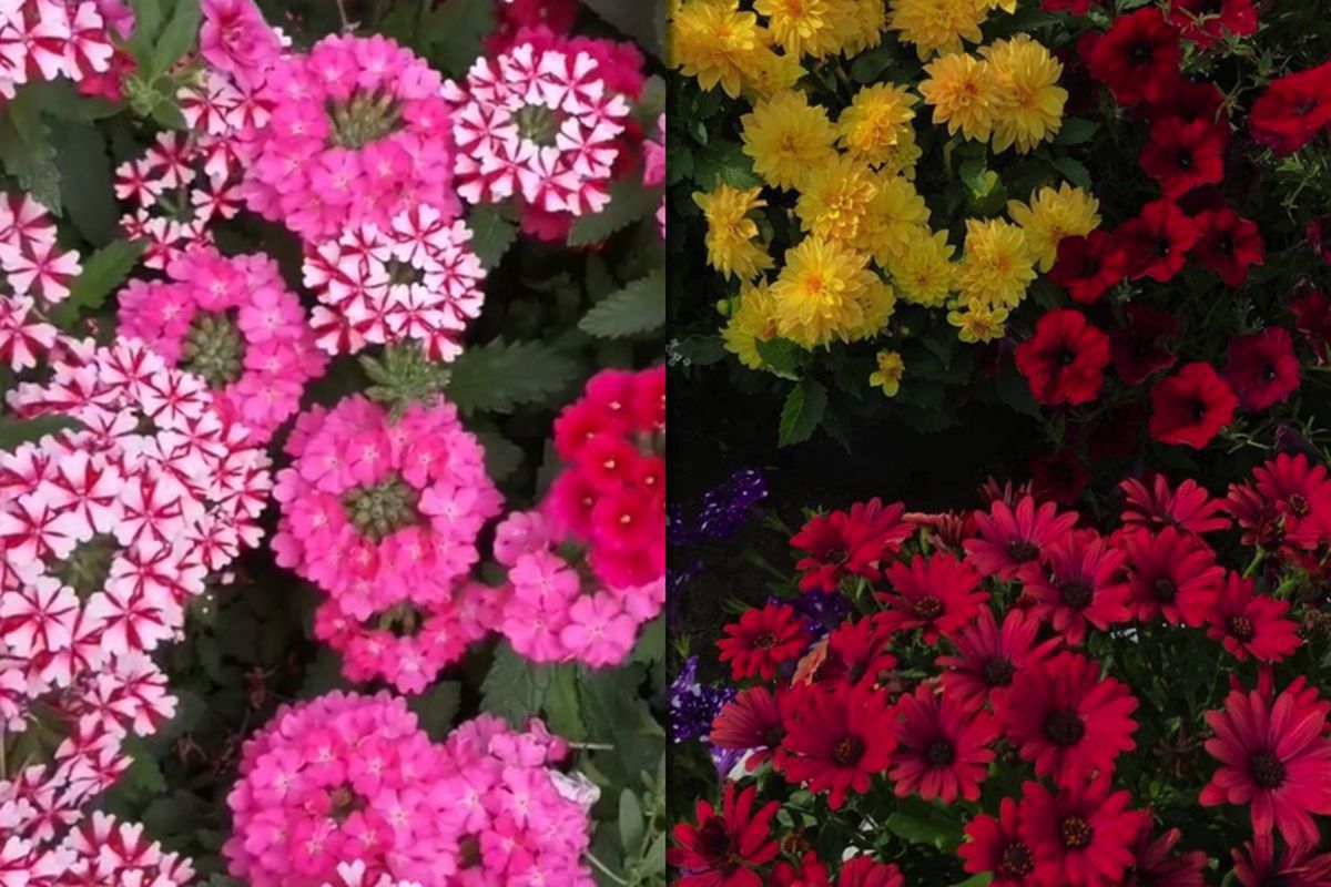 Цветы для сада: украшаем участок не только петуниями