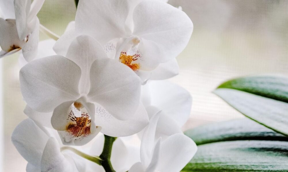 Как заставить орхидею цвести: секретный ингредиент из кухни
