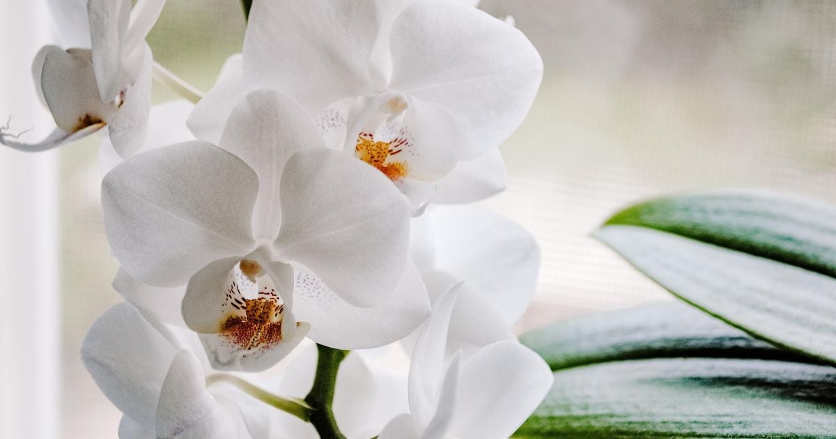 Как заставить орхидею цвести: секретный ингредиент из кухни